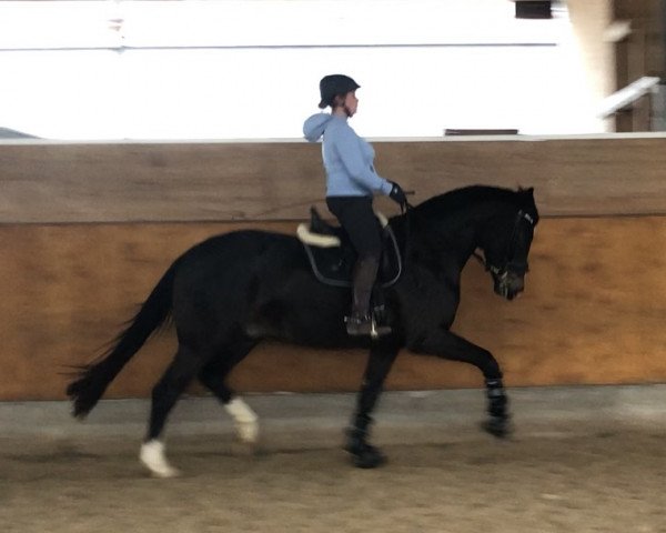 dressage horse Farley 9 (Oldenburg, 2018, from Foundation 2)