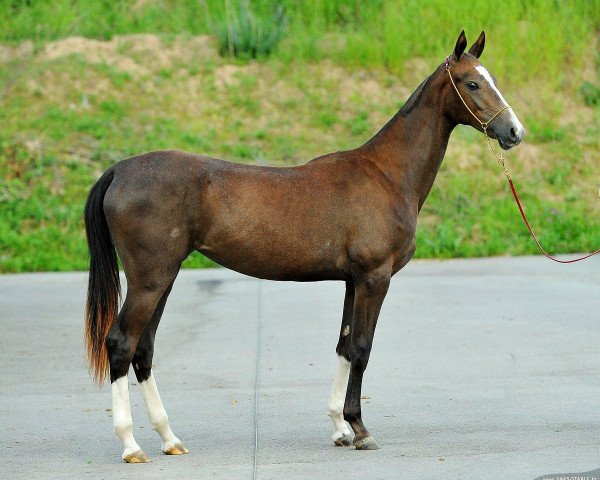 horse Gajapgul (Akhal-Teke, 2012, from Palvan)