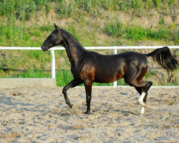 Pferd Paidakhar (Achal Tekkiner, 2012, von Palvan)