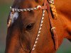 horse Bojar (Akhal-Teke, 2010, from Murgab)