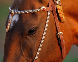 horse Bojar (Akhal-Teke, 2010, from Murgab)