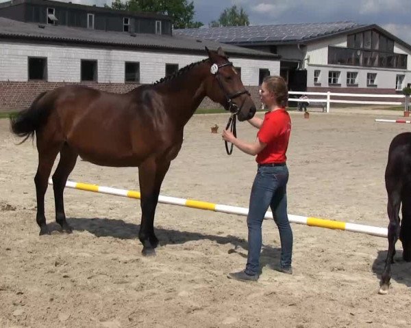 Stutenschau Herbern 2013
Mittwoch, den 05.06.2013
Warmblutfohlen
