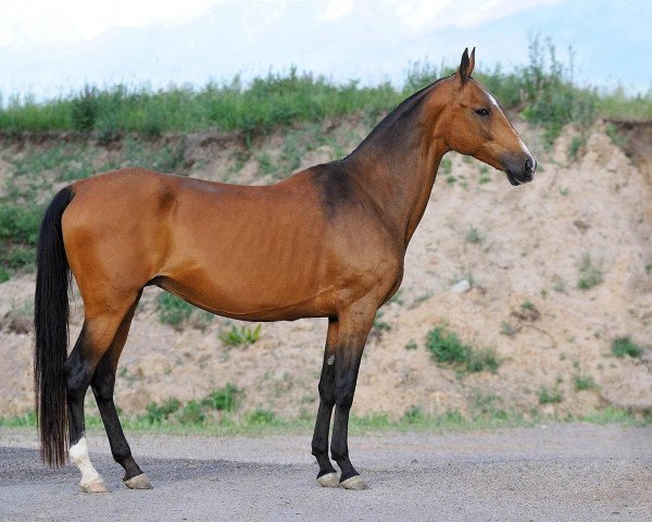 broodmare Enegul (Akhal-Teke, 2002, from Piyada)