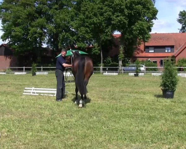 Stutenschau Rahden – Varl 2013
Dienstag, den 04.06.2013
3-u. 4-jährige Warmblutstuten
