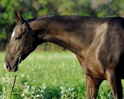 broodmare Povilika (Akhal-Teke, 2003, from Palvan)