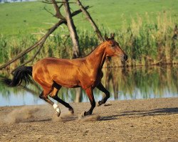 broodmare Palba (Akhal-Teke, 2006, from Gench)