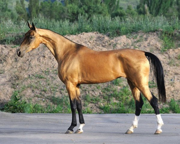 broodmare Baisaldy (Akhal-Teke, 2006, from Salyr)