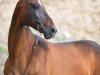 broodmare Arama (Akhal-Teke, 1994, from Arguvan 5)