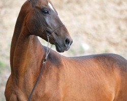 broodmare Arama (Akhal-Teke, 1994, from Arguvan 5)