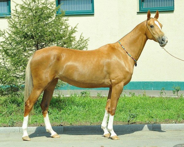 broodmare Edel (Akhal-Teke, 2007, from Garagach)