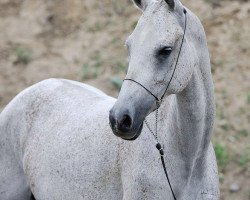 broodmare Galateya (Akhal-Teke, 2005, from Gipur 25)