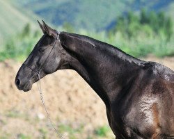 broodmare Amkhara (Akhal-Teke, 1995, from Arguvan 5)