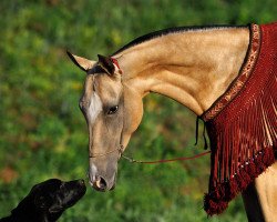 broodmare Maudja (Akhal-Teke, 2008, from Yazaidym)