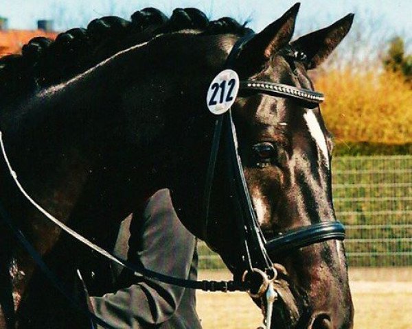 dressage horse His Black Magic 2 (Hanoverian, 2005, from His Highness)