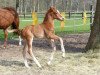 dressage horse Edelix (Westphalian, 2014, from Escolar)