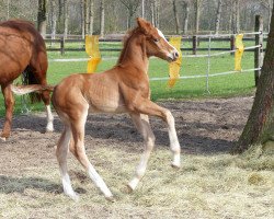 dressage horse Edelix (Westphalian, 2014, from Escolar)