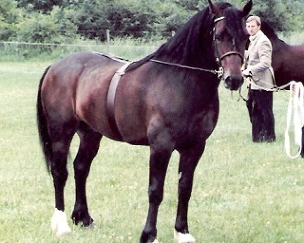 stallion Tynged Calon Lân (Welsh-Cob (Sek. D), 1977, from Derwen Llwynog)