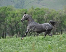 stallion Agajan (Akhal-Teke, 2008, from Gipur 25)