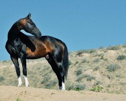 stallion Gergebil (Akhal-Teke, 2008, from Garausup)