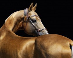 stallion Palvan (Akhal-Teke, 1997, from Polot)