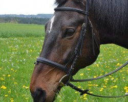 Springpferd Legnano (Bayer, 2001, von Legendär I)