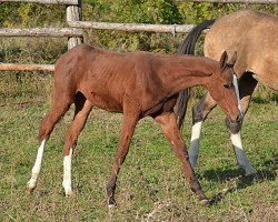 horse Opra (Akhal-Teke, 2013, from Prospekt)