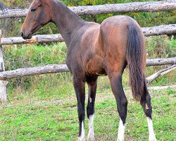 horse Agunda (Akhal-Teke, 2013, from Duigur)