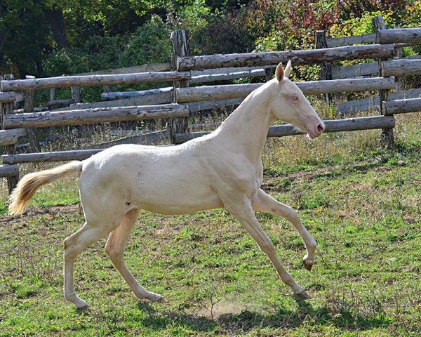 Pferd Gazama (Achal Tekkiner, 2013, von Abebe)