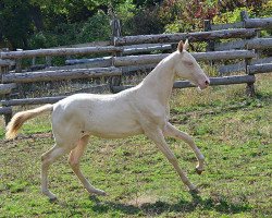 horse Gazama (Akhal-Teke, 2013, from Abebe)