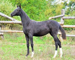 horse Danagaya (Akhal-Teke, 2013, from Gadjikhan)