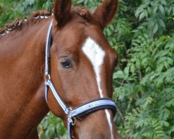 dressage horse Kid Rock 3 (unknown, 2010)