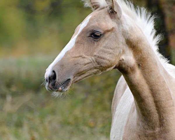 horse Mangali (Akhal-Teke, 2013, from Gagur)