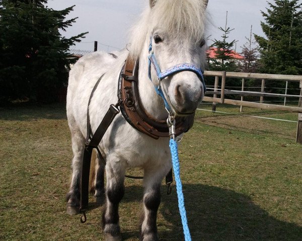 Zuchtstute Nore (Shetland Pony, 2007, von Ian Mc Fa)