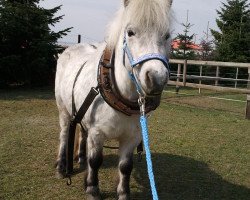 Zuchtstute Nore (Shetland Pony, 2007, von Ian Mc Fa)