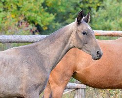 horse Yazalar (Akhal-Teke, 2013, from Lamart)