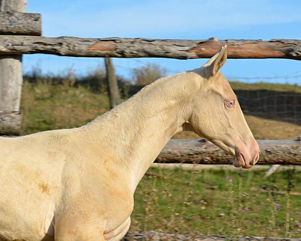 horse Sadulla (Akhal-Teke, 2013, from Duigur)