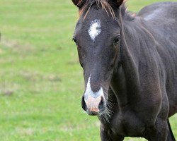 horse Muldar (Akhal-Teke, 2013, from Duigur)