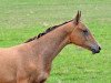 horse Dzambolat (Akhal-Teke, 2013, from Lamart)