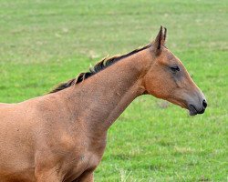 horse Dzambolat (Akhal-Teke, 2013, from Lamart)