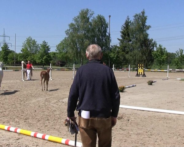 Stuten-und Fohlenschau Werne 2013
Montag, den 27. Mai 2013
Westfälisches Pferdestammbuch
Deutsches Reitponyfohlen