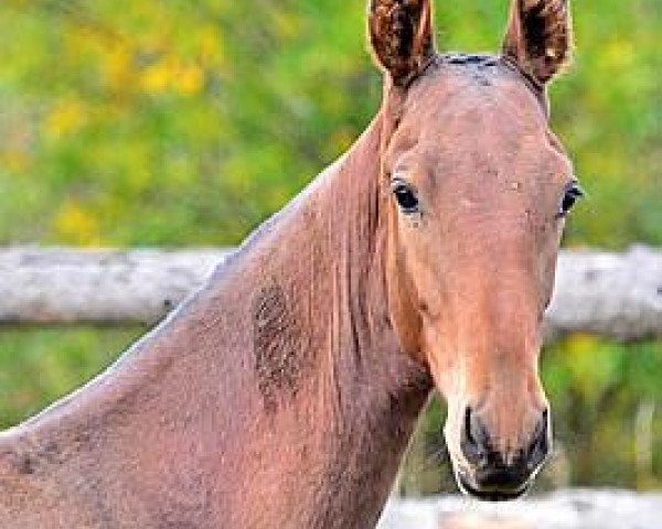 horse Kudzag (Akhal-Teke, 2013, from Gadjikhan)