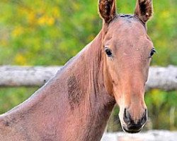 horse Kudzag (Akhal-Teke, 2013, from Gadjikhan)