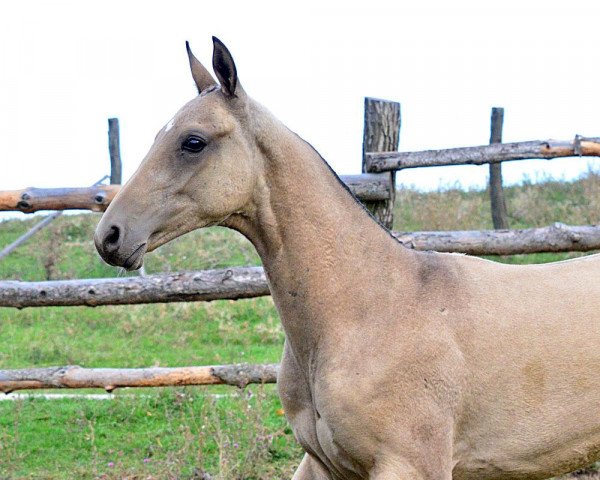 horse Aslambek (Akhal-Teke, 2013, from Asket)