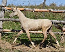 horse Dzarakhmat (Akhal-Teke, 2013, from Mirsakhan)