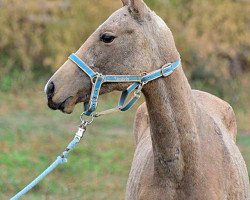 horse Alissanda (Akhal-Teke, 2012, from Abebe)