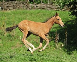 horse Aliandra (Akhal-Teke, 2012, from Duigur)