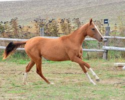 horse Daldaria (Akhal-Teke, 2012, from Duigur)