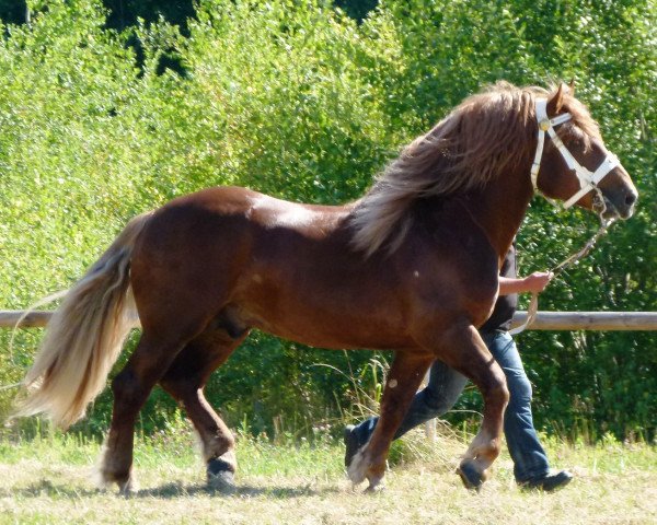 horse Nanouk (South German draft horse, 2008, from Natan)