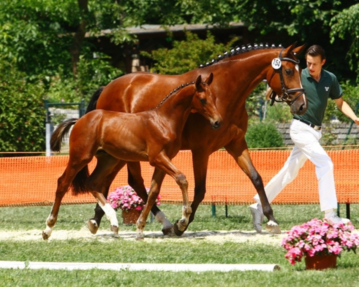 Zuchtstute Contina Grande (Westfale, 2006, von Continus Grannus)
