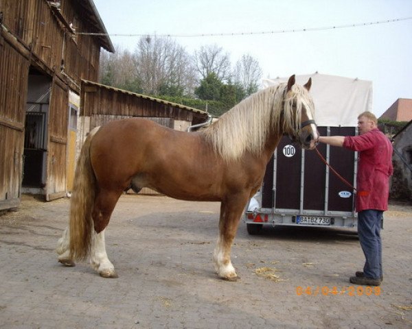 horse Vaneo (South German draft horse, 2005, from Vanmur)
